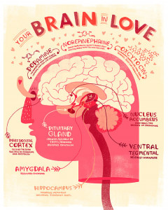 Neurobiology-Love-BrainInLove